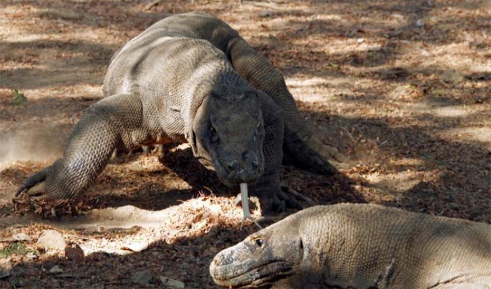 IUCN: Σε κίνδυνο οι δράκοι του Κόμοντο, οι καρχαρίες και τα σαλάχια