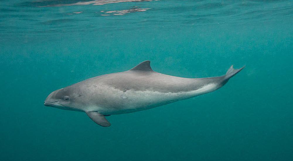 Ολλανδία: Δεκάδες νεκρές φώκαινες ξεβράστηκαν στο αρχιπέλαγος Βάντεν