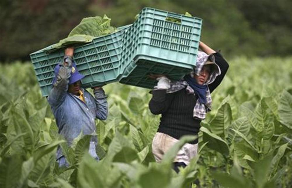 Βόρεια Αμερική: Ανακαλύφθηκε η αρχαιότερη χρήση καπνού στον κόσμο