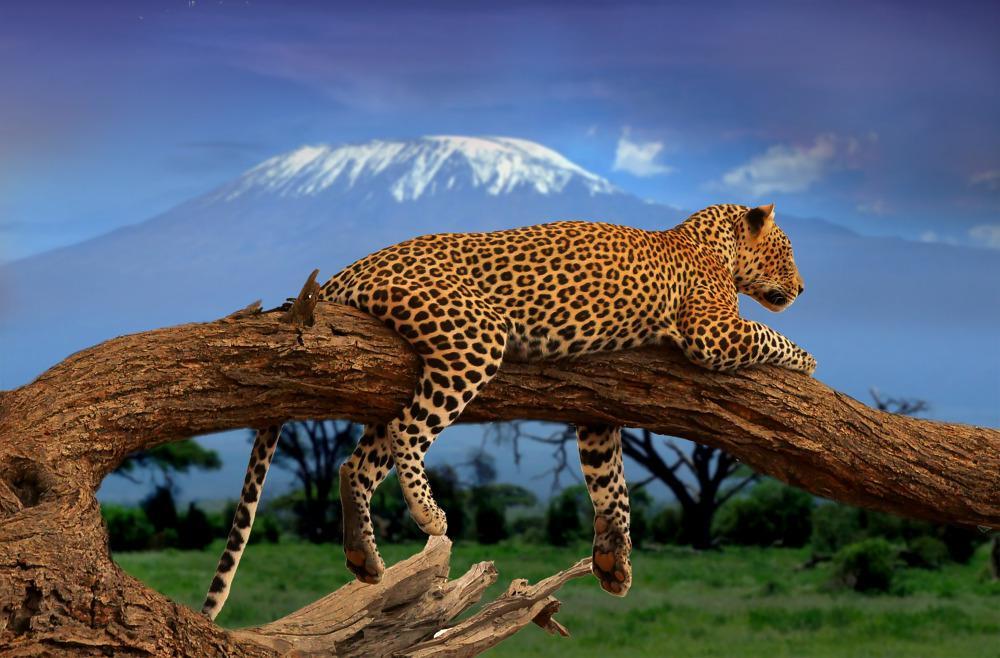 Κλιματική Αλλαγή: Θα λιώσουν σε 2 δεκαετίες οι παγετώνες της Αφρικής