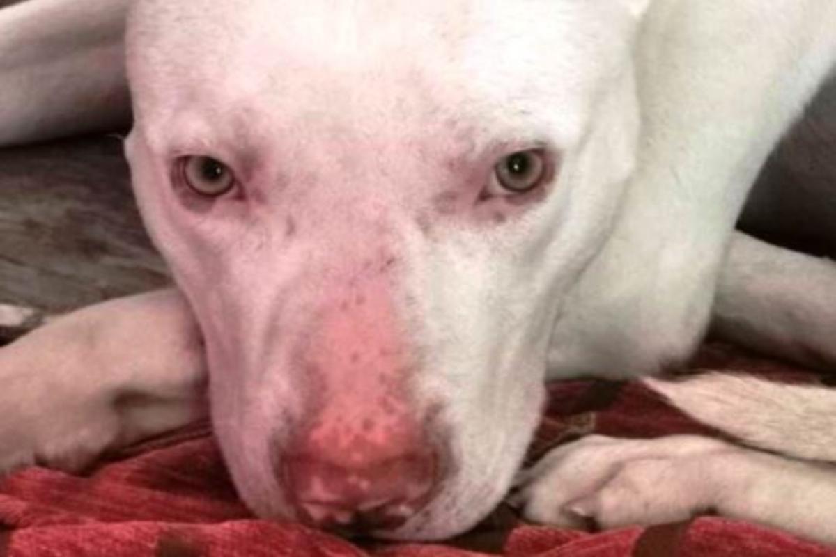 Κακοποίηση ζώων: Σοκάρουν τα στοιχεία που έδωσε στη δημοσιότητα ο Θεοδωρικάκος