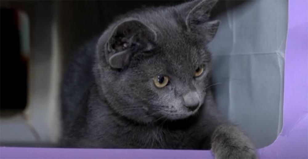 Γάτα με τέσσερα αυτιά κλέβει τις εντυπώσεις και γίνεται viral!