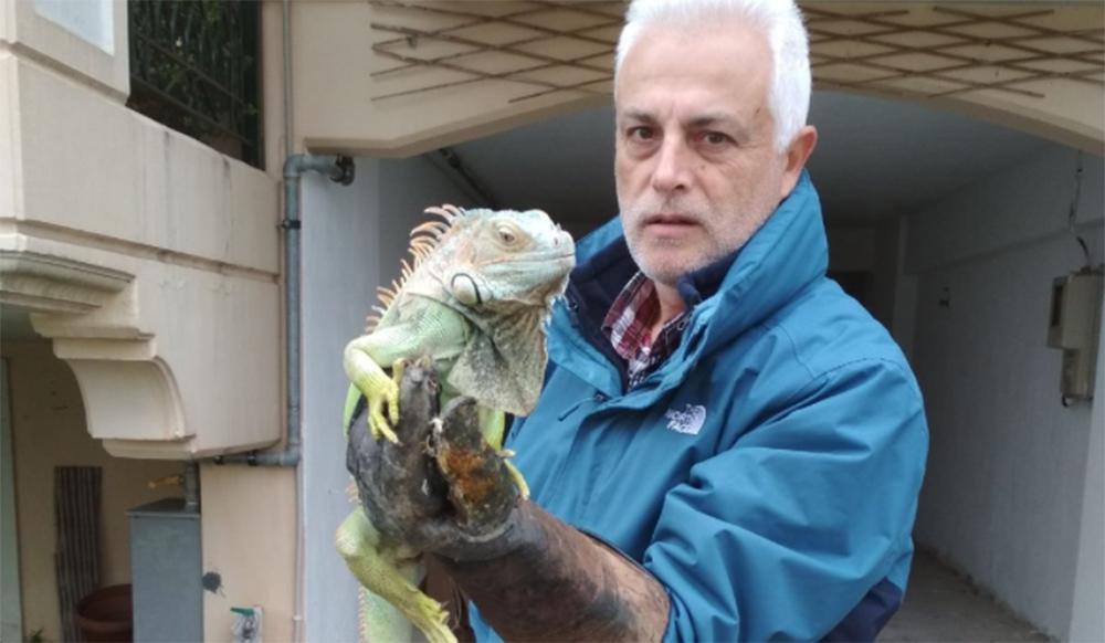 Λάρισα: Εγκατέλειψαν ιγκουάνα δίπλα σε κάδο απορριμμάτων [εικόνες]