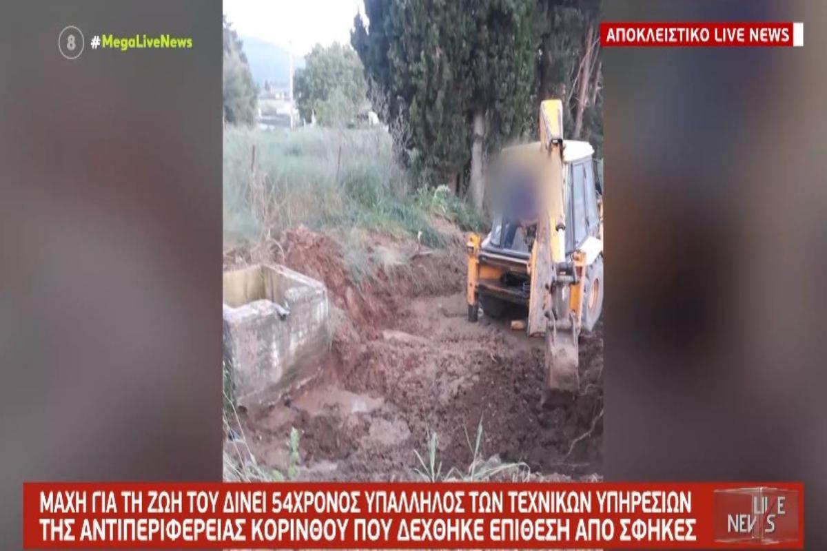 Κόρινθος: «Έβγαιναν σφήκες ακόμα και απ’ τα ρούχα του» - Συγκλονίζει η αδερφή του εργάτη που δέχθηκε άγρια επίθεση από τα έντομα