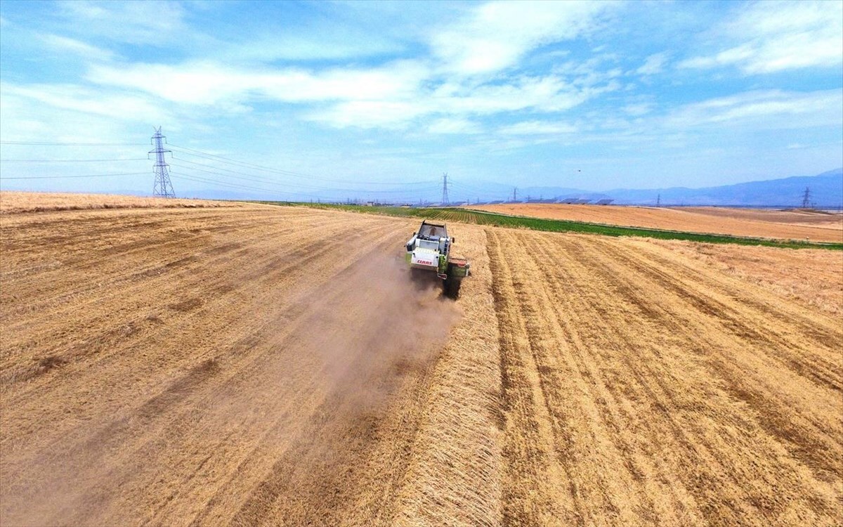 ηλικιωμένος