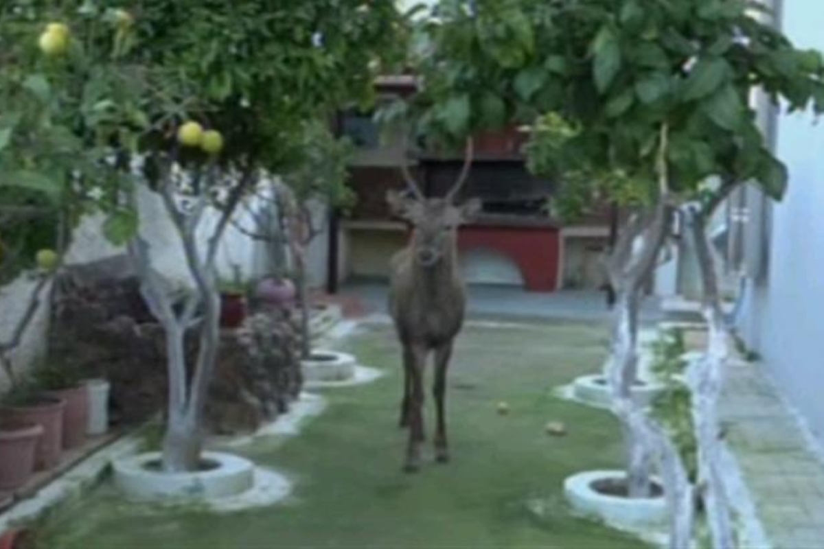 Μενίδι: Το πανέμορφο ελάφι που εγκλωβίστηκε σε αυλή σπιτιού