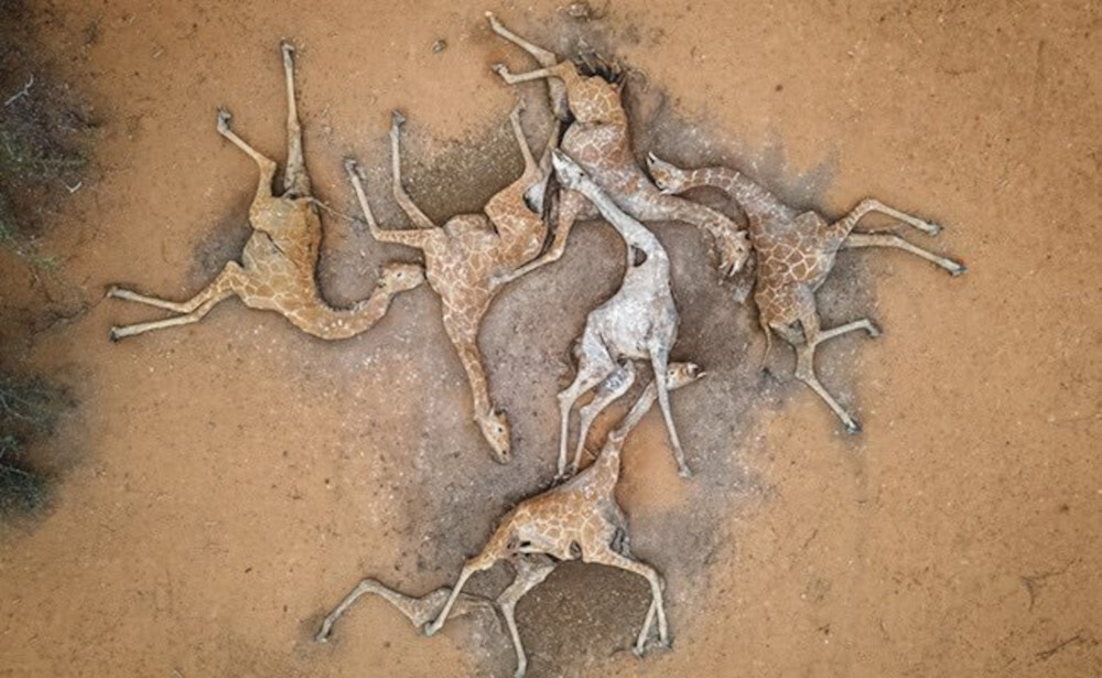 καμηλοπαρδάλεις