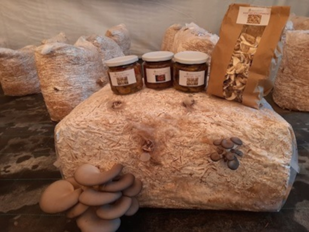Homemade… μανιτάρια πλευρώτους