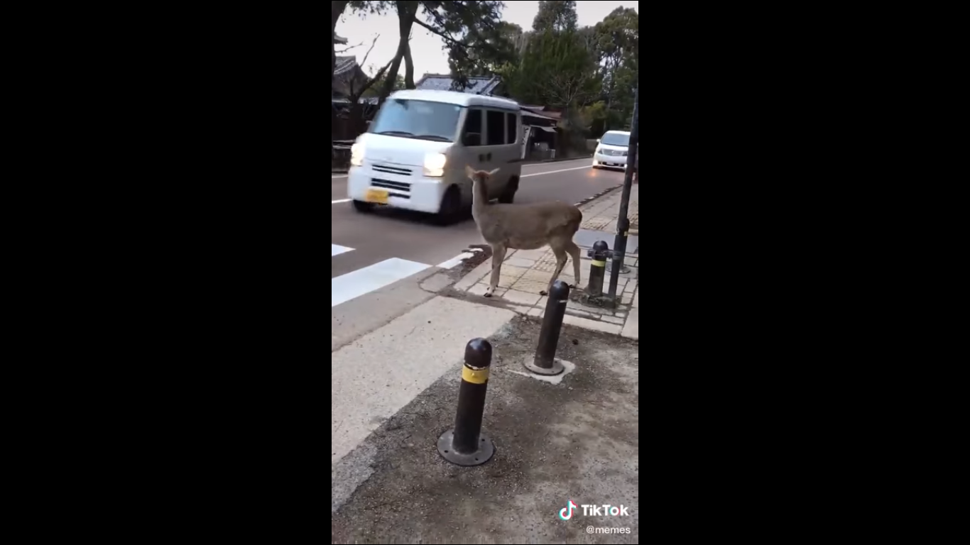 Τα viral της ημέρας: Το ελάφι που περιμένει στη διάβαση για να περάσει τον δρόμο και η απίθανη φιλία ενός δελφινιού με έναν σκύλο
