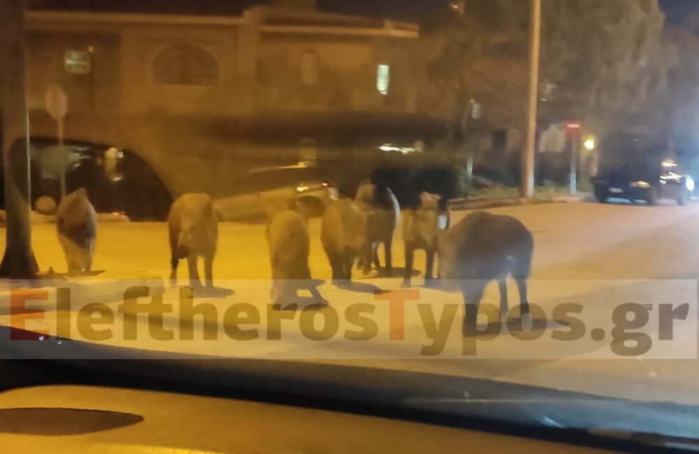 αγριογούρουνα