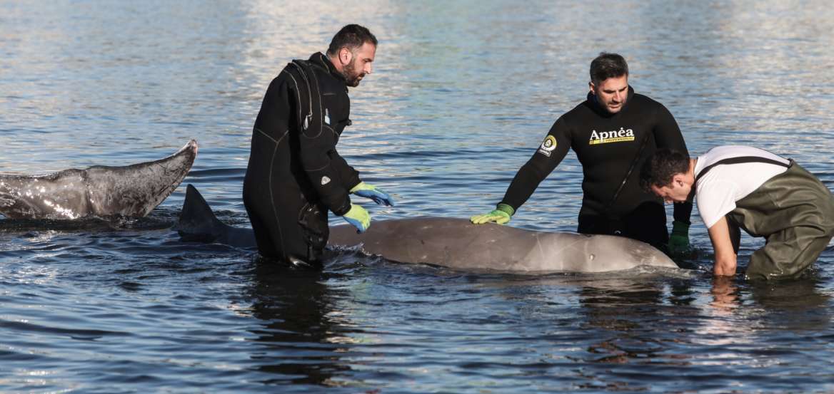 Φάλαινα Ζιφιός: Καταγγελίες για σοβαρά λάθη στην περίθαλψη του κήτους – «Στήθηκε ένα ωραίο show»