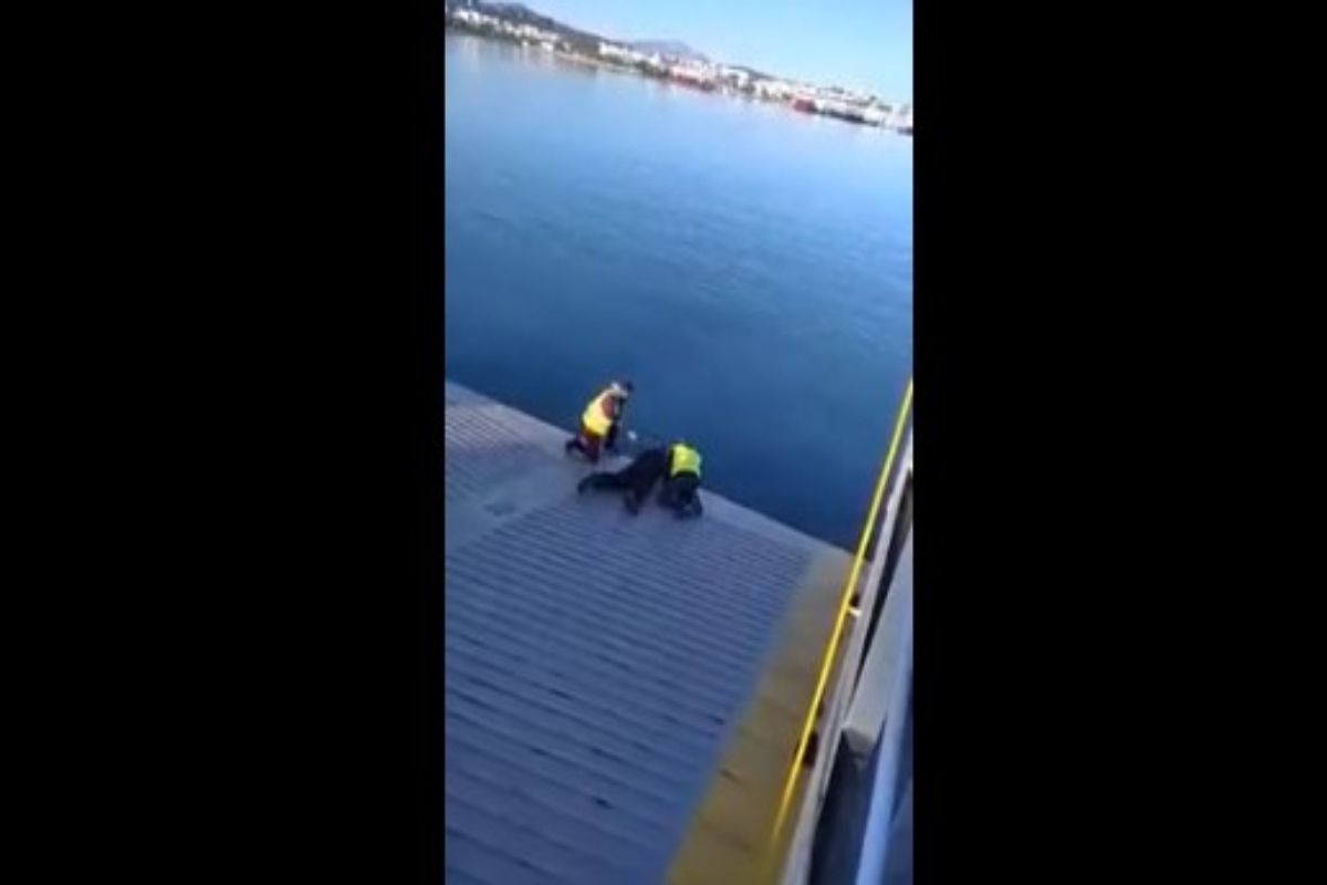 Σαλαμίνα: Συγκλονιστικός ο καπετάνιος – Καρέ καρέ η διάσωση σκύλου από φέρι μποτ [βίντεο]