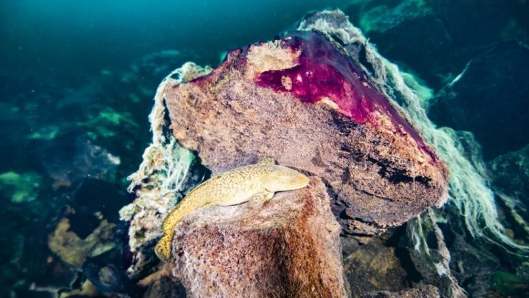 ΗΠΑ: Τα θαλάσσια είδη απειλούνται με μαζική εξαφάνιση αν δεν αντιμετωπιστεί η υπερθέρμανση του πλανή