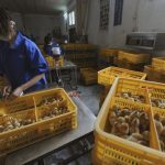 Κεντρική Μακεδονία: Συναγερμός για τη γρίπη των πτηνών – Νέο κρούσμα στη Βουλγαρία