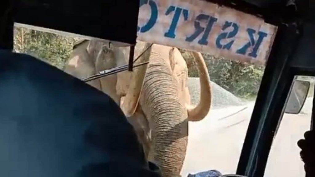 Τα viral της ημέρας: Οδηγός λεωφορείου έρχεται αντιμέτωπος με… ελέφαντα- Δείτε τι κάνει