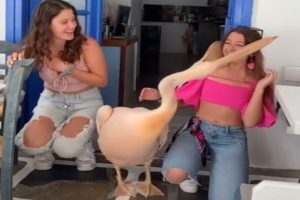 Μύκονος: Ο Πελεκάνος μοίραζε… αγάπη - Το βίντεο που έγινε viral στο TikTok [βίντεο]