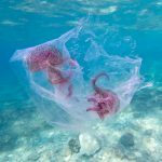 Μωβ μέδουσες: Συναγερμός – Χαμός σε Εύβοια και Σποράδες – Τι κάνουμε αν μας τσιμπήσουν