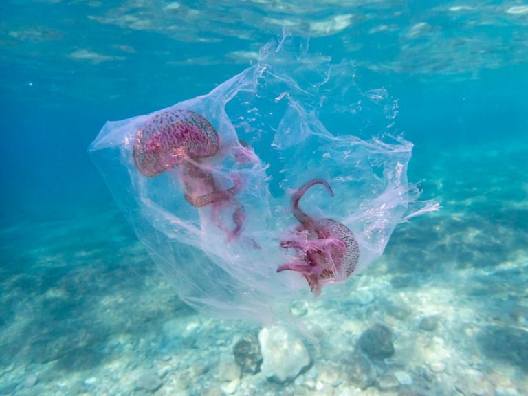 Μωβ μέδουσες Η μωβ μέδουσα απειλεί το καλοκαίρι – Τι να κάνετε αν σας τσιμπήσει Μωβ μέδουσες