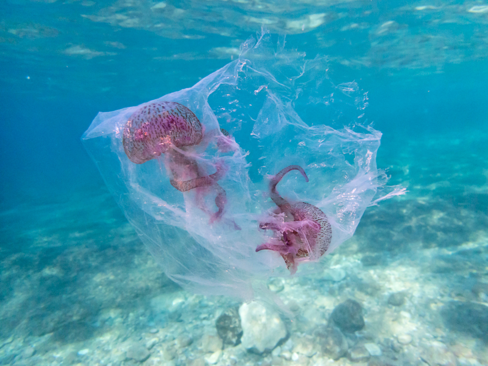 Μωβ μέδουσες Η μωβ μέδουσα απειλεί το καλοκαίρι – Τι να κάνετε αν σας τσιμπήσει Μωβ μέδουσες