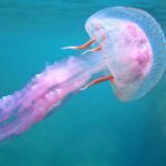 Ρόδος: Αρκετές παραλίες έχουν γεμίσει με τροπικές μέδουσες – Τι να κάνετε εάν σας τσιμπήσει;