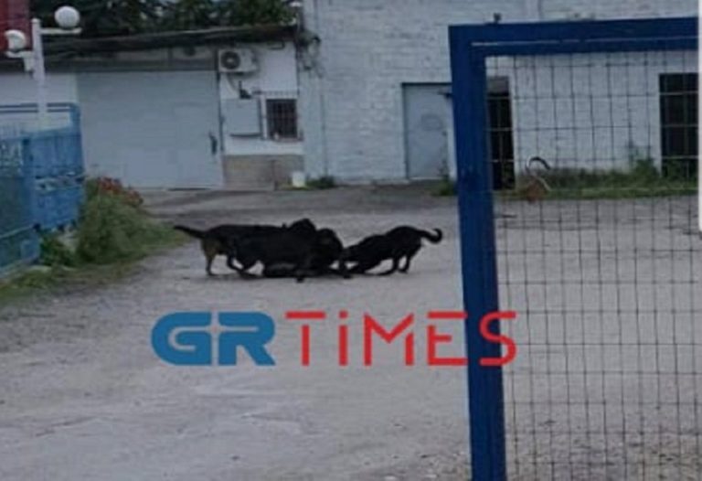 Δημόσιος κίνδυνος φονικά Ροτβάιλερ στον Εύοσμο -«Κατασπάραξαν τον σκύλο μου»