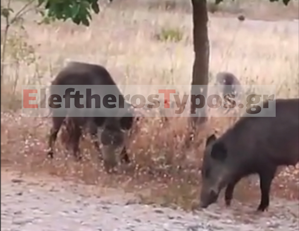 Μενίδι: Αγριογούρουνα πρωί πρωί με την δροσούλα «έκοβαν» βόλτα δίπλα σε σπίτια