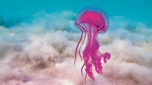 Μωβ Μέδουσες