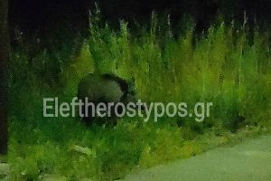 Εμφανίστηκαν ξανά – Οικογένεια αγριογούρουνων στους Θρακομακεδόνες [βίντεο]