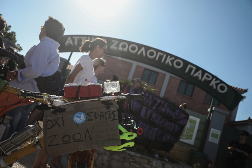 Αττικό Ζωολογικό Πάρκο: Κύμα αντιδράσεων για τη θανάτωση του χιμπατζή – Τι λέει ο ιδρυτής του Πάρκου