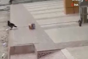 Θα πέσετε κάτω από τα γέλια – Το viral βίντεο με το κοράκι που έκλεψε πατατάκια