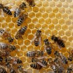 Mελισσοκόμοι: Ποιοι δικαιούνται επιδοτήσεις 18,9 εκατ. ευρώ [πίνακες]