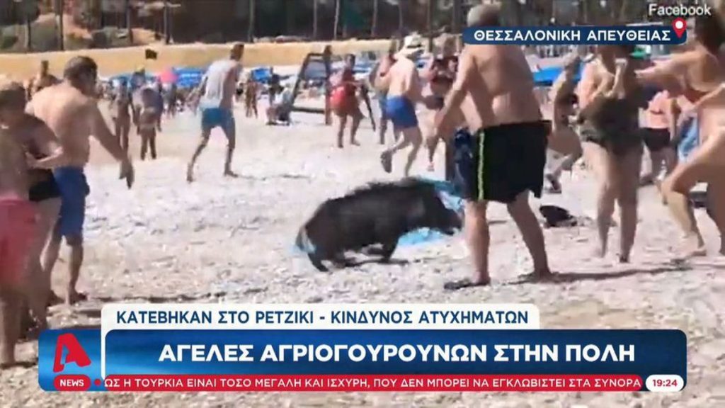 Θεσσαλονίκη: Αγέλες αγριογούρουνων στο Ρετζίκι