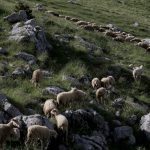 σχέδια βόσκησης