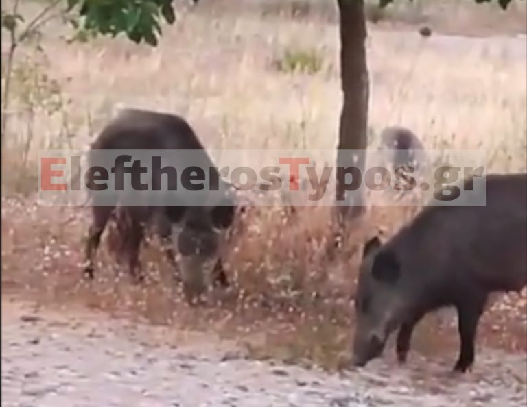 Μενίδι: Αγριογούρουνα πρωί πρωί με την δροσούλα «έκοβαν» βόλτα δίπλα σε σπίτια