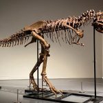 Αργεντινοί επιστήμονες ανακάλυψαν τον σχεδόν πλήρη σκελετό ενός από τα παλαιότερα είδη δεινοσαύρων