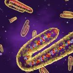 Ιός Marburg: Πόσο κινδυνεύουμε; Τι αναφέρει το ECDC