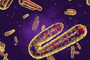 ιός Marburg Μάρμπουργκ