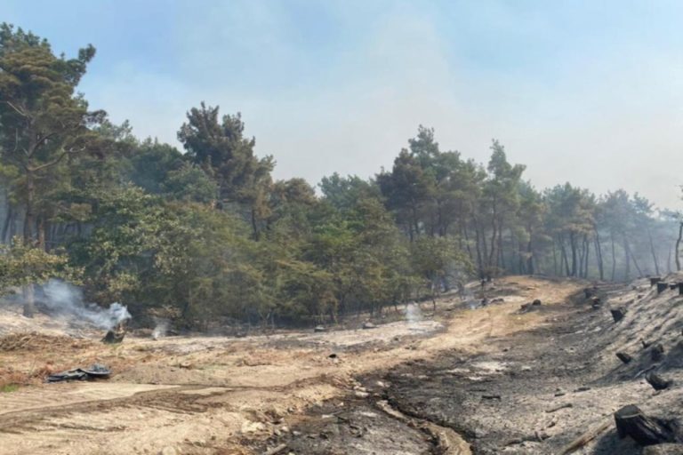 Φωτιά στη Δαδιά: Σε πύρινο κλοιό για 7η μέρα το δάσος – «Σηκώθηκαν» τα εναέρια μέσα [βίντεο]