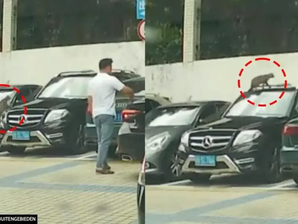 Τα viral της ημέρας: Γάτα προσπαθεί να σκαρφαλώσει σε τοίχο και αποτυγχάνει παταγωδώς
