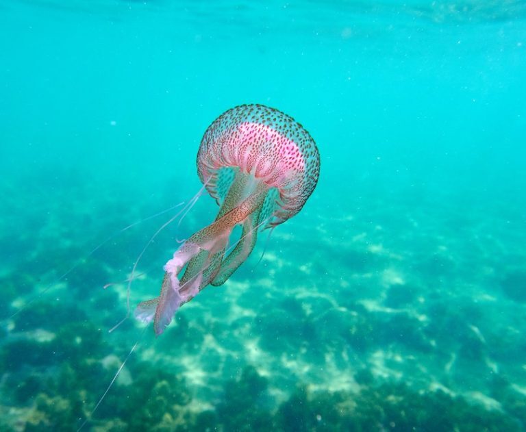 «Pelagia noctiluca» και άλλες «τσούχτρες»…