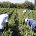 Στην τελική ευθεία το Ταμείο Μικροπιστώσεων για αγρότες – Ρευστότητα 21,5 εκατ. ευρώ