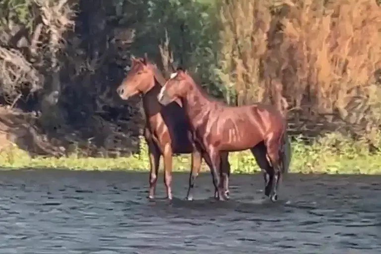 Viral: Δύο άλογα που…περπατούν πάνω στο νερό – Το βίντεο – οφθαλμαπάτη που «τρελαίνει» τους θεατές