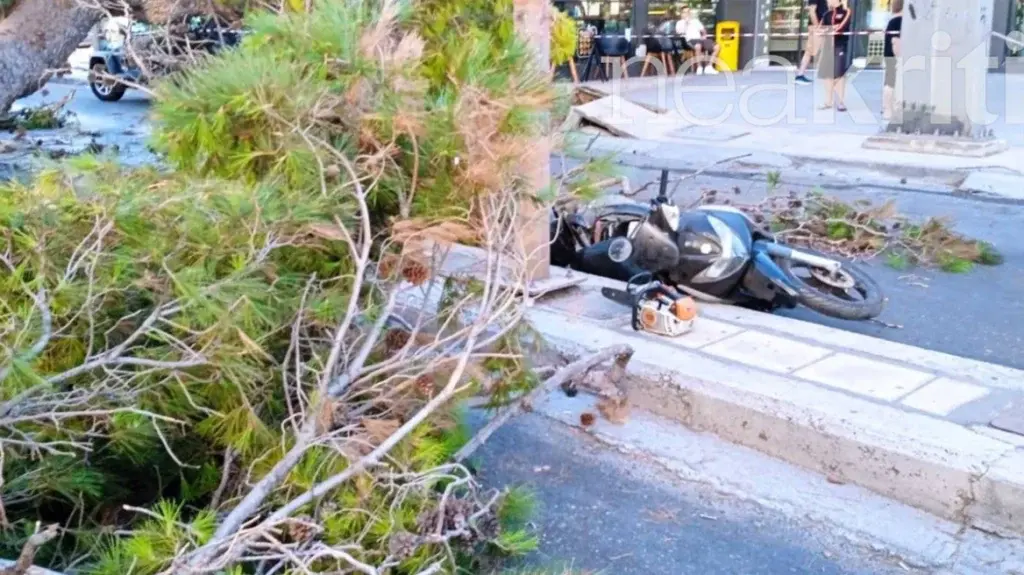 Κρήτη: Το βίντεο ντοκουμέντο με την πτώση του δέντρου που σκότωσε τον 51χρονο