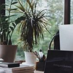 Ποια φυτά καθαρίζουν τον αέρα του σπιτιού