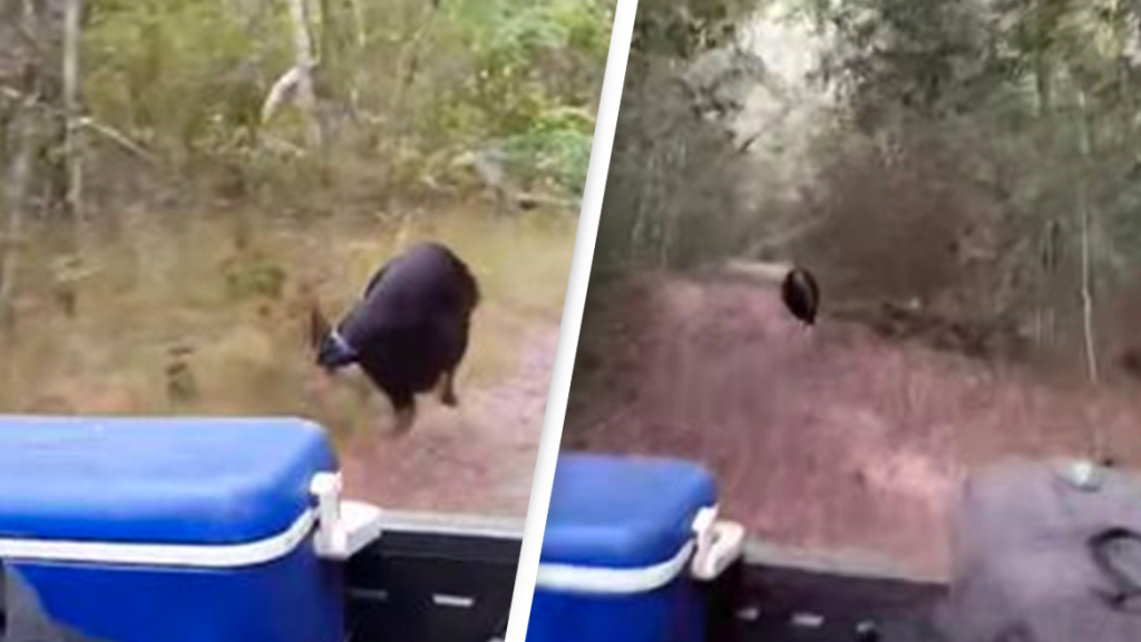 Viral: Η στιγμή που το πιο επικίνδυνο πτηνό του κόσμου «στρώνει» άνθρωπο στο κυνήγι [βίντεο]