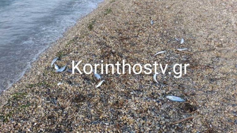 Κόρινθος: Γέμισε με νεκρά ψάρια η παραλία στον Άσσο [βίντεο]