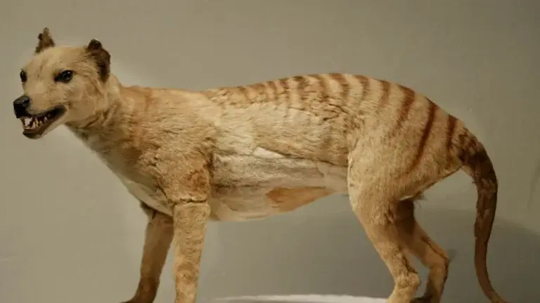 τίγρης της Τασμανίας