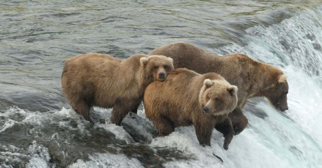 αρκούδες Ευρώπη