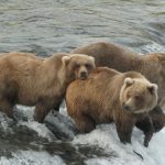 Λύκοι, καφέ αρκούδες και αετοί με λευκή ουρά επιστρέφουν στην Ευρώπη