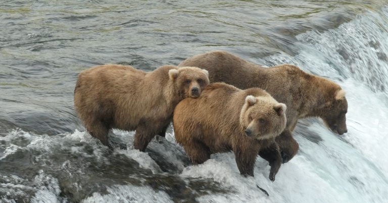 αρκούδες Ευρώπη